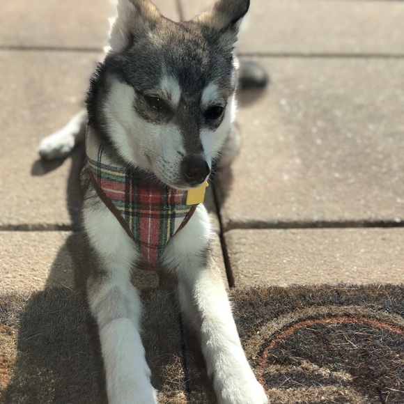 Meet your Posher, Krystina - Picture 4 of 4